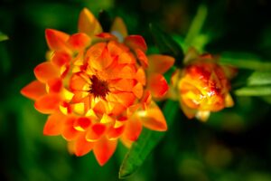 sửa mạch echo amply - A close-up of vibrant orange Bracteantha flowers in full bloom with a waxy texture in a garden setting.